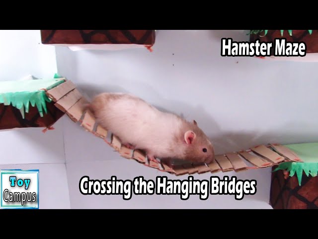 Crossing the Hanging Bridges in the Backyard | Hamster Maze and Puzzles Series