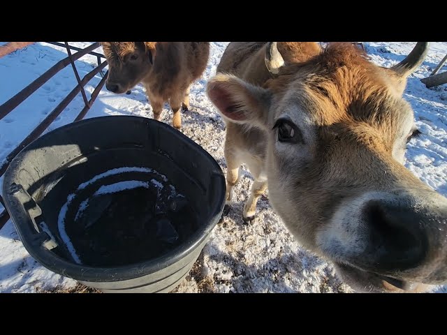 Open gates, cow snoots, and goose drama.