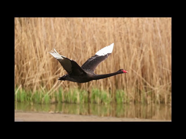 Illerstausee Vogelbeobachtungsstation Lautrach Teil 1