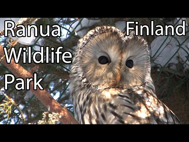 Artic animals at the Ranua Wildlife Park in Lapland, Finland