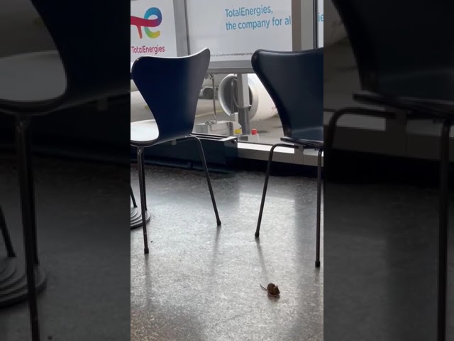 Mouse running around in Terminal 1 of Frankfurt Airport