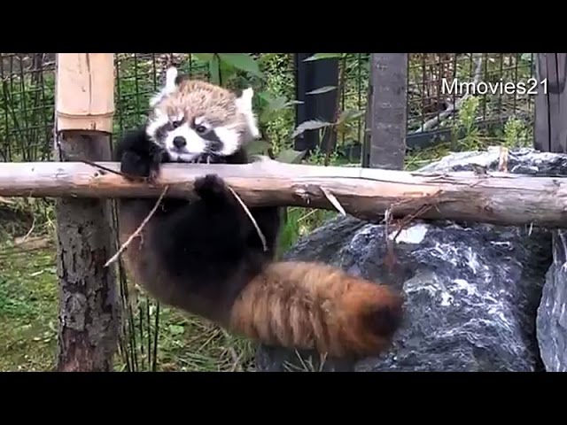 赤ちゃんレッサーパンダ初めての丸太渡り~He tried hard!Red Panda Baby