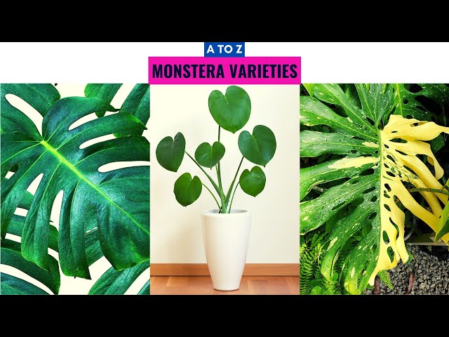 Monstera Varieties A to Z