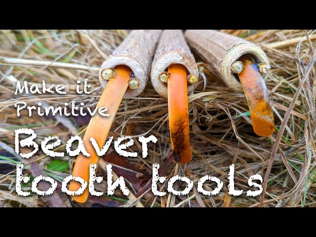 Bone tools 3: Primitive woodworking tools using beaver teeth 🦴