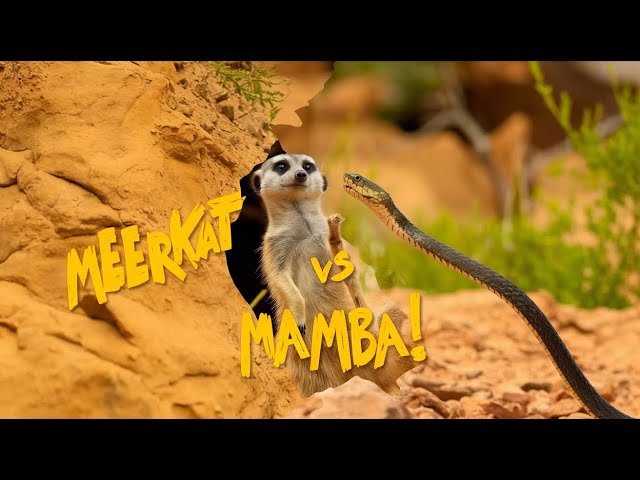 🤯🦠🐍Meerkat vs. Mamba: 30 Parallel Universes!