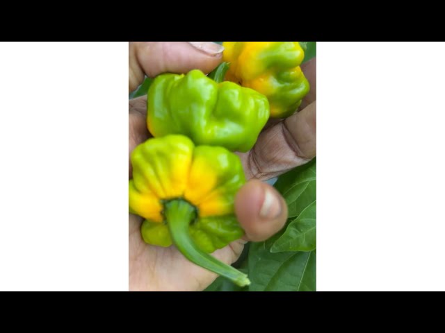 Picking Scotch Bonnet Peppers