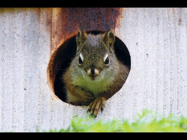 WLT Owl Box 1