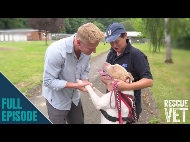 Emotional revisit to RSPCA to celebrate their 200th birthday | Rescue Vet with Dr Scott Miller