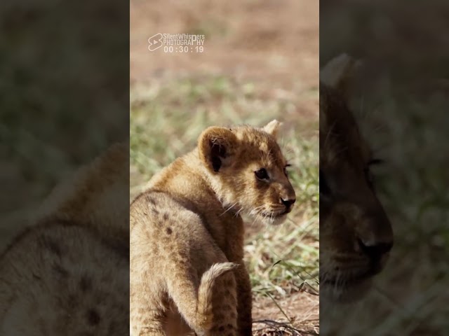 Cute Wild Babies | Lion Cub Calling | Funny and Cute Video Compilation