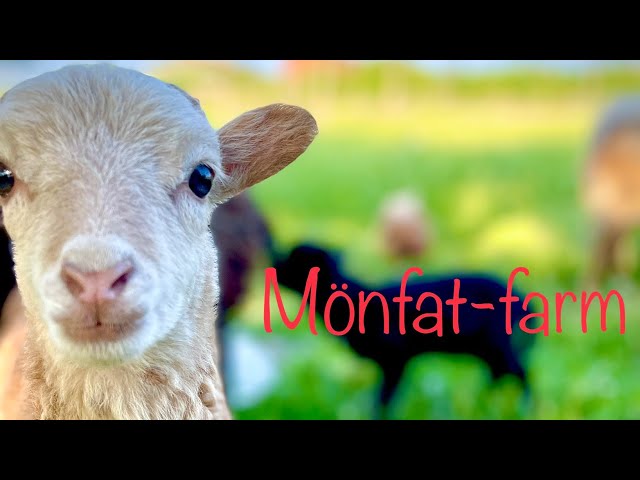 Nature sounds,farm,sheep, green pastures….#nature #sheep #farming #sound #asmr