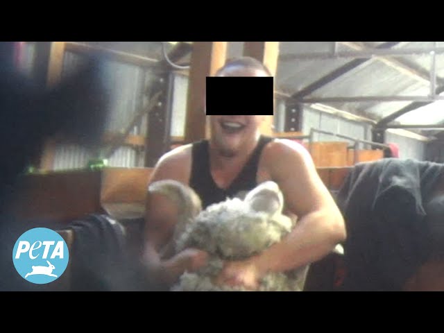 Shearer's Bizarre Wrestling Match with Ram Exposes Massive Wool Marketing Scam