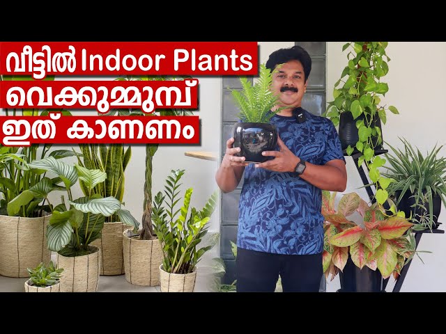 വീട്ടിൽ indoor plants വെക്കുന്നവർ ഇത് കാണാതെ പോകരുത്