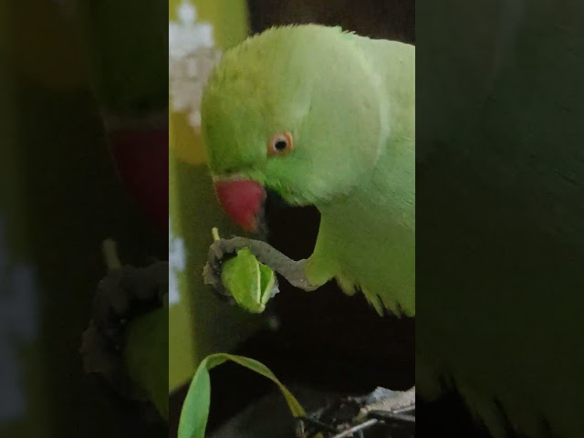 #viralvideo #birds #funny #greenparrot #amazingtalkingparrot