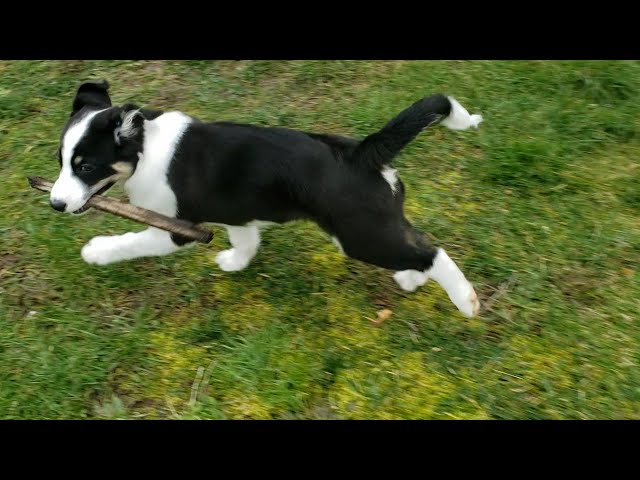 Border collie vs human! Fitness battle! Who's the winner?