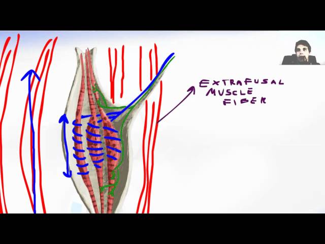 Muscle Spindle - Muscle Stretch Reflex