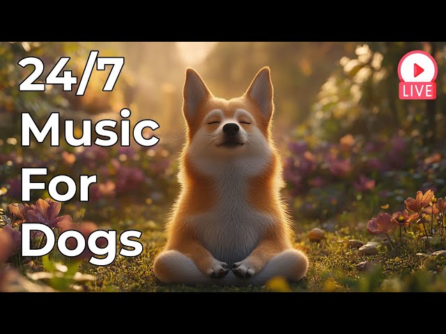 🔴 [LIVE] Stress Relief Music for Dogs to Relax 24/7 🐶 Calming Sounds