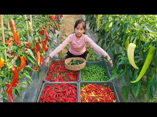 Harvest Many Types Of Super Spicy Chili Peppers & Go to Market Sell | Poor Girl +