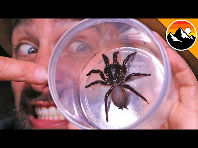 Milking the World's Most Venomous Spider!