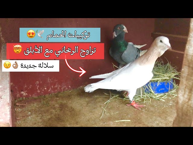 التجربة الناجحة || تهجين الحمام الأبلق الشامي مع الريحاني 🕊😍