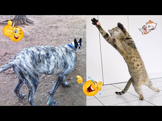 Funny Animal Videos: Cutest and Funniest Moments You Can't Miss #funny #animals #memes