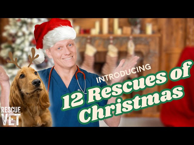 Exciting things happening on Rescue Vet this Christmas...Introducing the 12 Rescues of Christmas!! 🎄