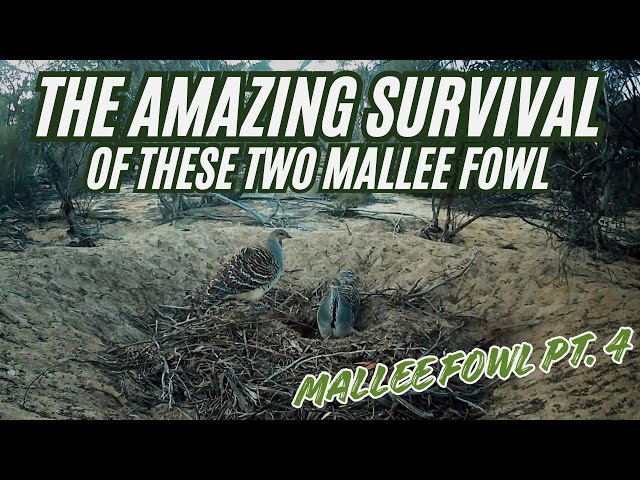 Check These Mallee Fowl Predators Out!- Mallee Fowl pt.4