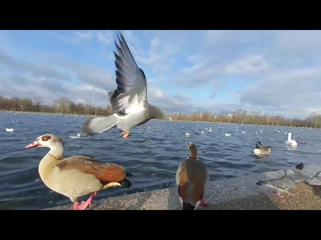 VR 3D180 - London - Hyde Park