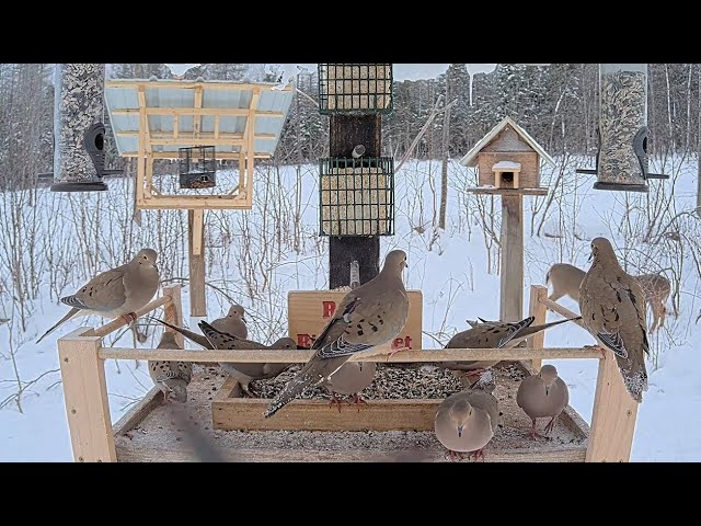 Ryan's Bird Buffet at Brownville's Food Pantry For Deer