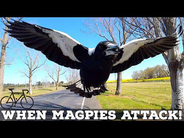 When Magpies Attack! SIX TIPS to Avoid Swooping Magpies