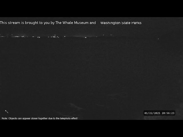 The Whale Museum Live Stream