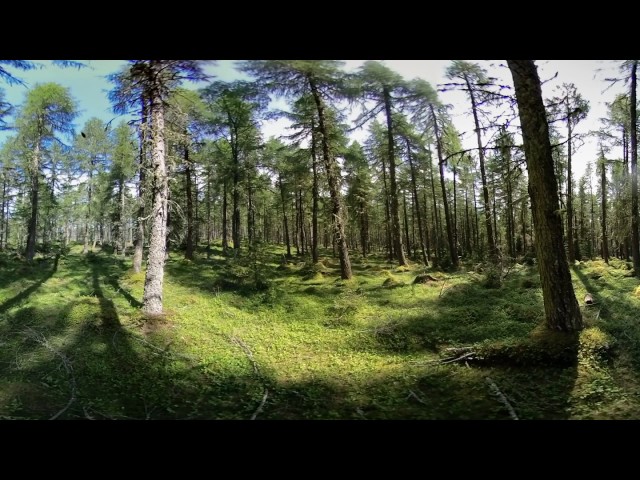 Tranquil Forest Scotland - 360 Video [Royalty Free Stock Footage] $350 [4K VR Stereoscopic 3D]