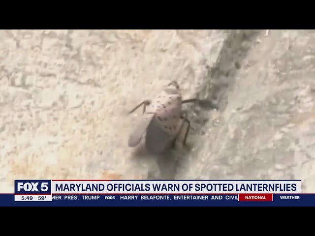 Beware of spotted lanternflies, Maryland officials warn | FOX 5 DC