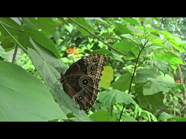 Butterfly On A Leaf