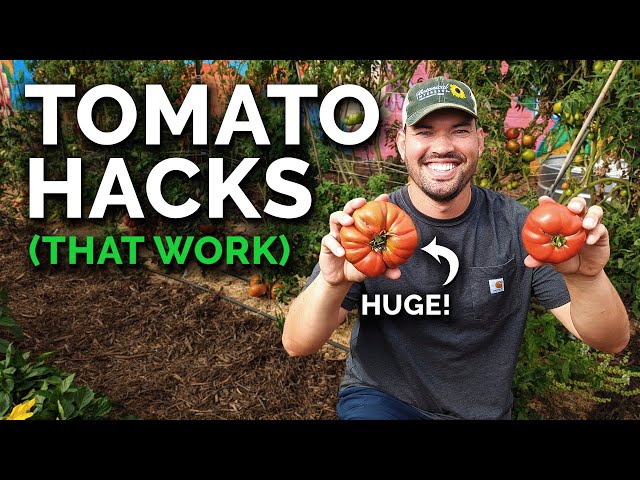 9 Tomato Growing Tips (That Actually Work)