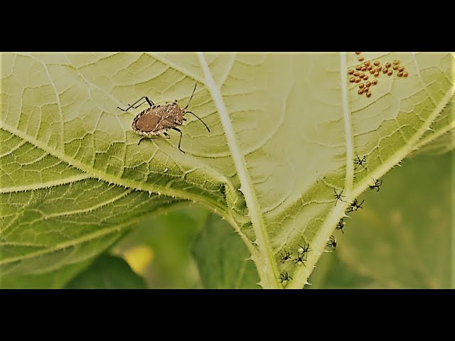 Squash Bugs | How to kill them and the eggs