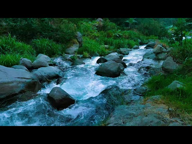 Song of Wild Birds, Dreamy Stone Stream, Charming Green Forest, Nature Sounds to Relieve Stress