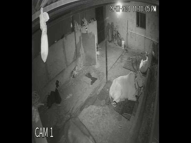 CCTV CAMERA FOR ANIMAL SHADE IN NIGHT VISION