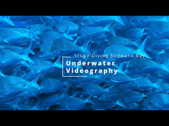 Underwater Videography - Scuba Diving Sodwana Bay