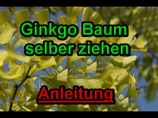 Ginkgo Baum selber ziehen - Ginkgobaum / Ginkgo Pflanzen vermehren - Anleitung