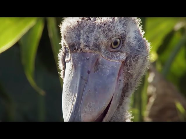 The Dark Side of Shoebill Chicks | Africa | BBC Earth