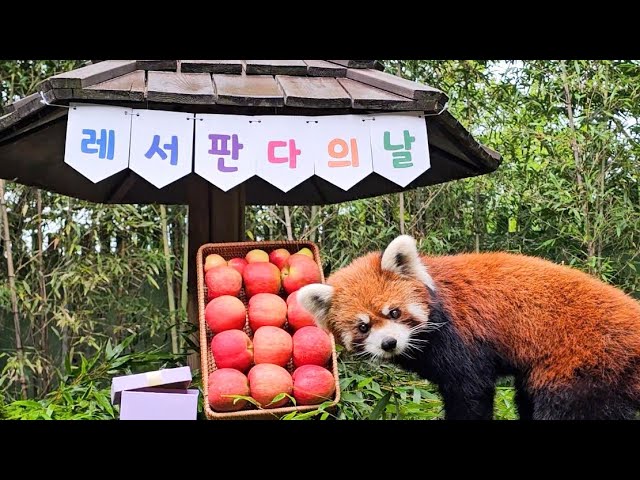 세계 레서판다의 날에 레시, 레몬, 레아의 하루 | Everland Red Panda