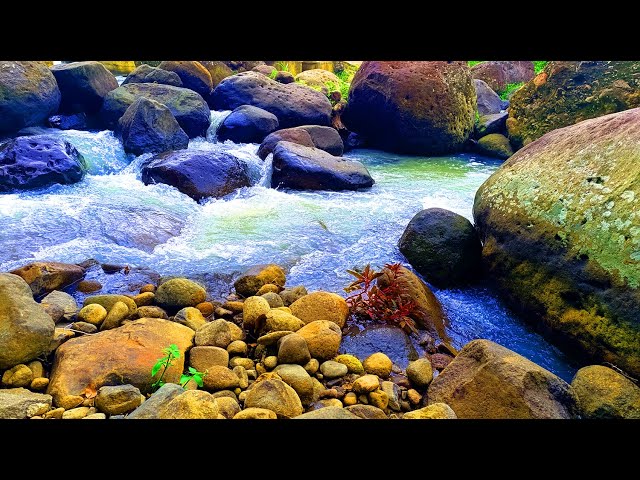 Relaxing Nature Sounds for Sleeping - 💕 Small River With Soothing Babbling Brook Sounds 💕