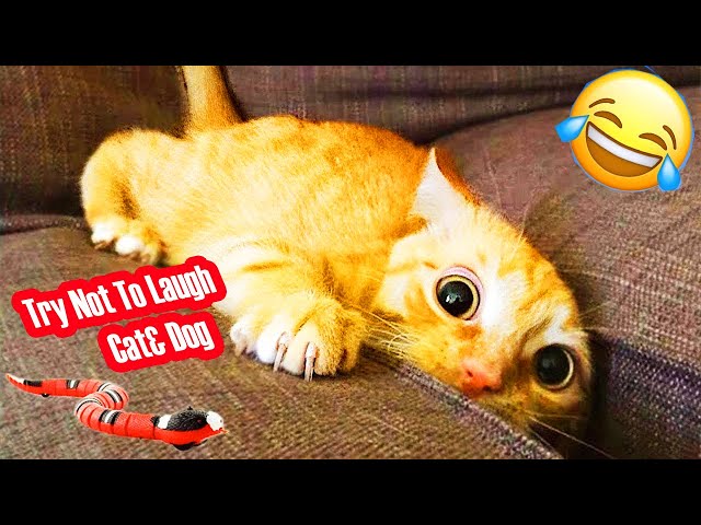 Try Not To Laugh 😂😂 : Best Funniest Dogs and Cats Compilation 😺 🐶 Part3