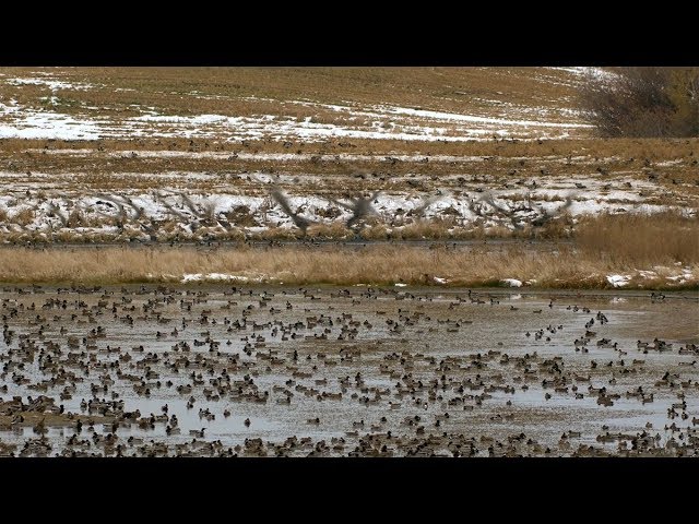 Hired to Hunt Season 3 #9:  Trust Your Instincts.  Goose and Duck Hunting.  Limit hunts in Alberta