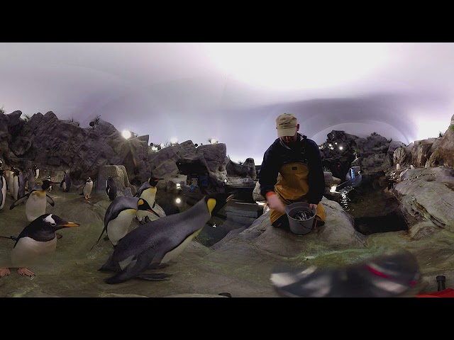 Penguins at the St. Louis Zoo (3D 360 Video)