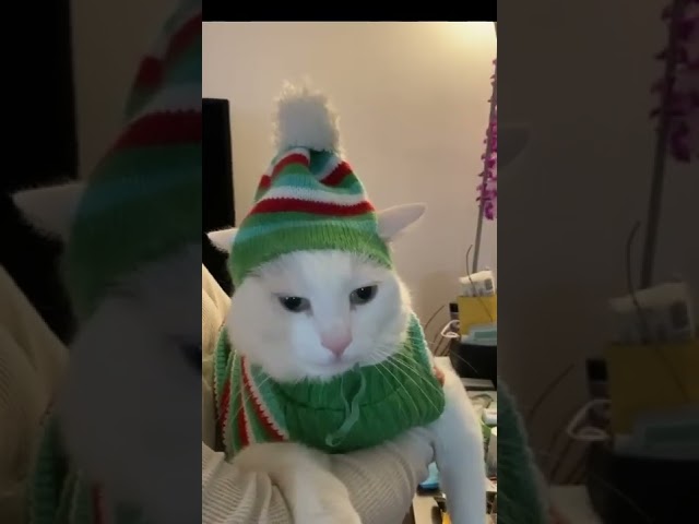 Cat in Christmas costume