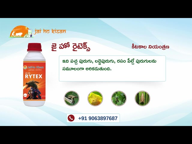 Eliminate Stemborers and Aphids Efficiently with JaiHo Rytex@JaiHoKisan