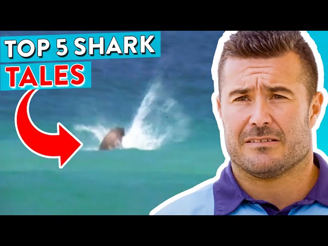 Top 5 Shark Encounters At Bondi Beach