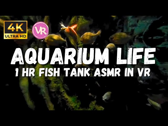 Underwater Sounds for Sleeping: Dark Deep Aquarium in 4K 180 VR, Underwater rumble ambiance