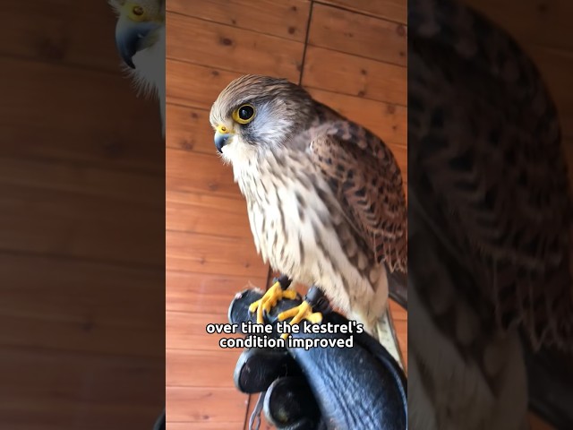 A tale of rescue and rebirth #animals #kestrel #cute #friendship #shorts